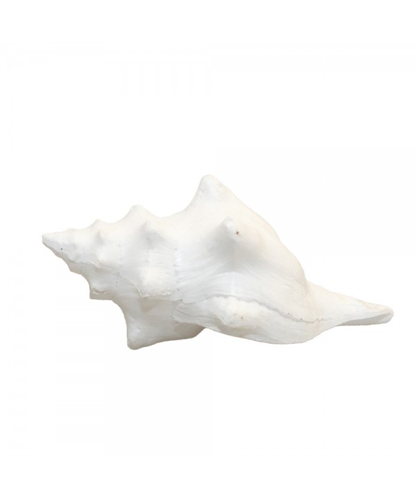 Coquillage blanc décoratif 12.5x7x5cm